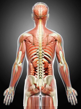 3D, tıbbi olarak erkek anatomisini doğruluyor.