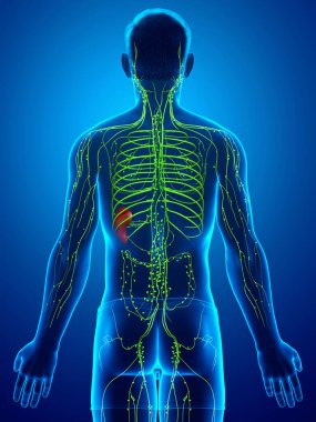 3D, erkek lenf sisteminin tıbben doğru bir çizimi.