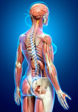 3D, tıbbi olarak kadın anatomisini doğruluyor.