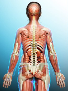 3D, tıbbi olarak erkek anatomisini doğruluyor.