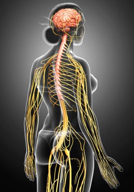 3d rendered medically accurate illustration of a female nervous system clipart