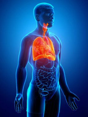 Erkek akciğer anatomisinin 3 boyutlu, tıbben doğru bir örneği.