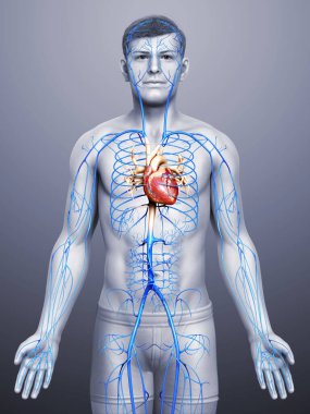 3D, erkek damar anatomisini tıbben doğru gösteriyor.