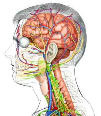 Erkek iç beyin anatomisinin 3 boyutlu tıbbi çizimi 