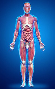 3D, tıbbi olarak erkek anatomisini doğruluyor.