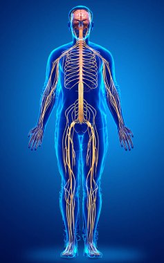 3D, bir erkek sinir sisteminin tıbbi olarak doğru bir gösterimi.