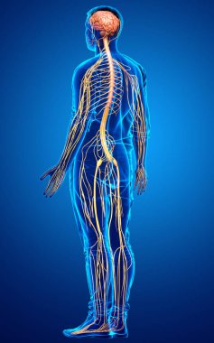 3d rendered medically accurate illustration of a male nervous system clipart