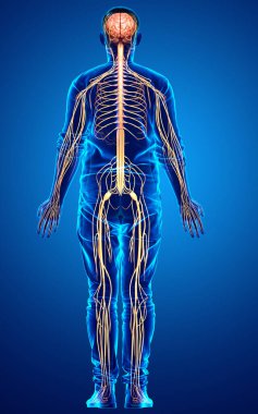 3D, bir erkek sinir sisteminin tıbbi olarak doğru bir gösterimi.