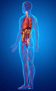 3D, erkek iç organlarının ve dolaşım sisteminin tıbben doğru çizimi.
