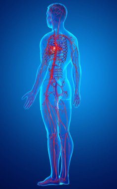 3D, erkek atardamarlarının tıbben doğru çizimi.