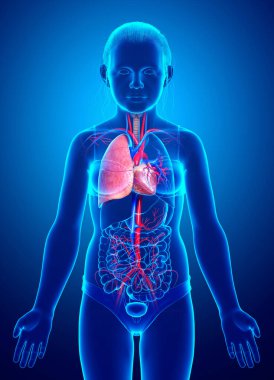 3 boyutlu, tıbbi olarak genç bir kızın akciğer anatomisini gösteriyor.