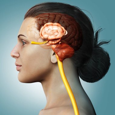 Erkek iç beyin anatomisinin 3 boyutlu tıbbi çizimi 