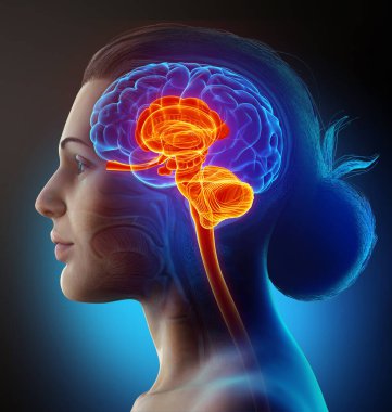 Erkek iç beyin anatomisinin 3 boyutlu tıbbi çizimi 