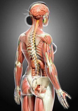 3D, tıbbi olarak kadın anatomisini doğruluyor.