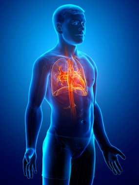 Erkek akciğer anatomisinin 3 boyutlu, tıbben doğru bir örneği.