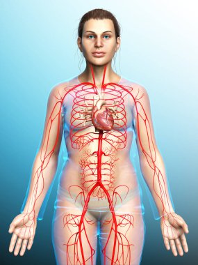 Dişi atardamarların tıbben doğru çizimi 3D