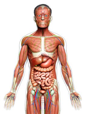 3D, tıbbi olarak erkek anatomisini doğruluyor.