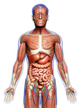 3D, tıbbi olarak erkek anatomisini doğruluyor.