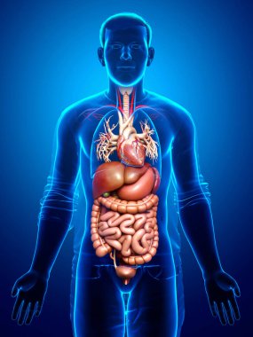 3D, erkek sindirim sisteminin tıbben doğru bir gösterimi.