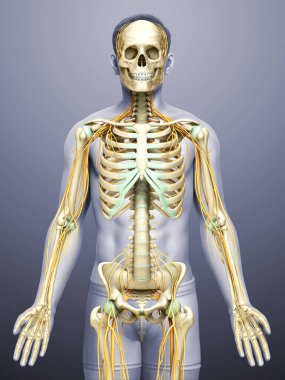 3D, sinir sistemi ve iskelet sisteminin tıbbi olarak doğru bir gösterimi.