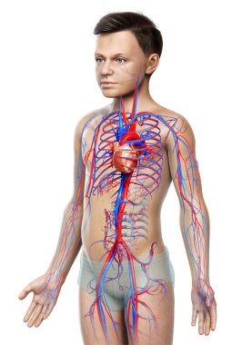 3D, genç çocuğun kalbinin tıbben doğru bir çizimi.