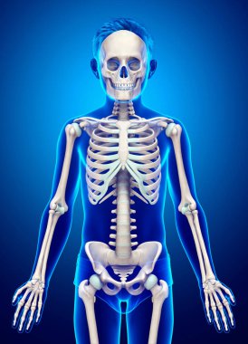 3 boyutlu, tıbbi olarak genç bir çocuğun iskelet sisteminin doğru bir yansıması.