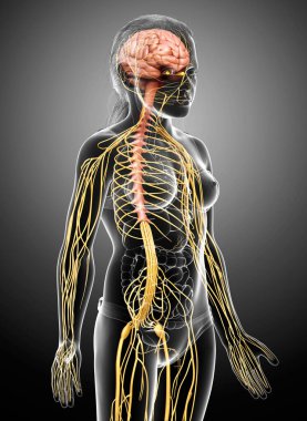 3D, genç bir kızın sinir sisteminin tıbben doğru bir çizimi.