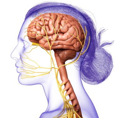 3d rendering medical illustration of male interior brain  anatomy  clipart