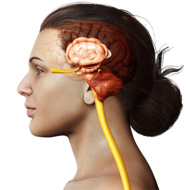 Erkek iç beyin anatomisinin 3 boyutlu tıbbi çizimi 