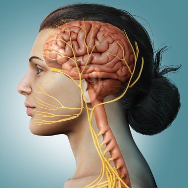 Erkek iç beyin anatomisinin 3 boyutlu tıbbi çizimi 