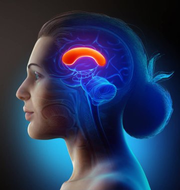 3D, kadın beyni anatomisini tıbben doğru bir şekilde gösteriyor.