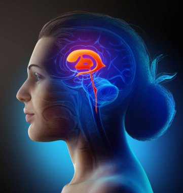 Dişi Beyin Ventrikül Anatomisi 'nin 3 boyutlu tıbbi çizimi 