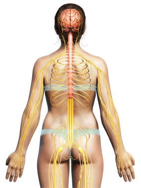 3D, tıbbi olarak bir kadın sinir sisteminin doğru bir örneği.