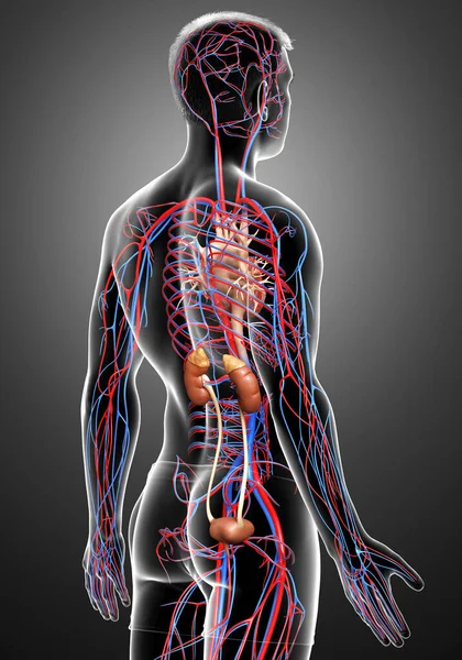 3D对肾脏和循环系统进行了精确的医学描述 — 图库照片