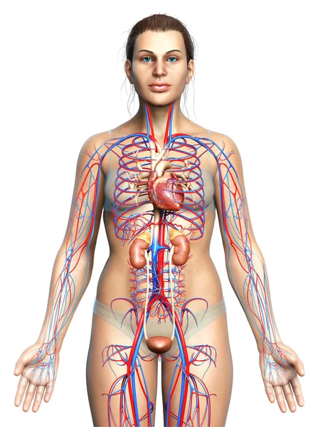 Weergegeven Medisch Nauwkeurige Illustratie Van Vrouwelijke Nieren Bloedsomloop — Stockfoto
