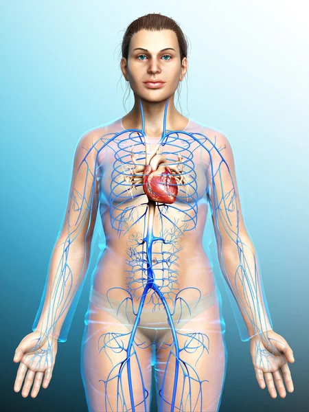 Darstellung Medizinischer Illustration Der Anatomie Des Männlichen Gehirns — Stockfoto