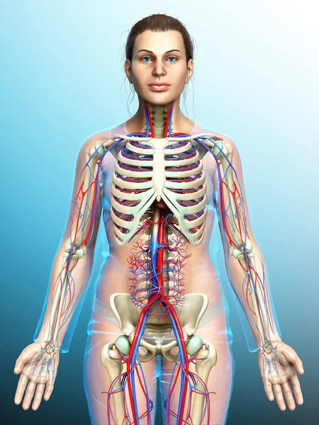 Renderowane Medycznie Dokładna Ilustracja Żeńskiego Układu Krążenia Szkieletu — Zdjęcie stockowe