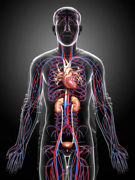 Gerenderte Medizinisch Korrekte Darstellung Der Nieren Und Des Kreislaufsystems — Stockfoto