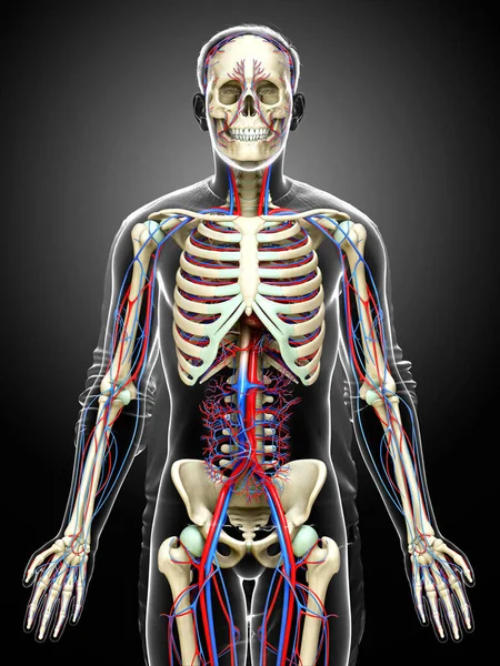 Erkek Dolaşım Iskelet Sisteminin Tıbben Doğru Çizimi — Stok fotoğraf