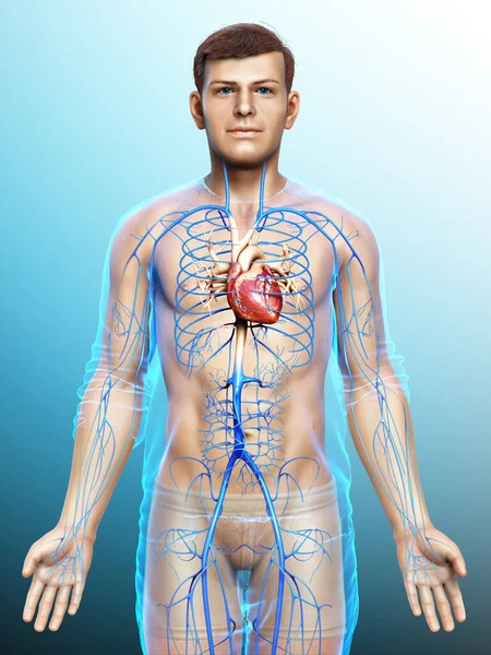 3Dは男性の静脈解剖学の医学的に正確なイラストをレンダリングしました — ストック写真