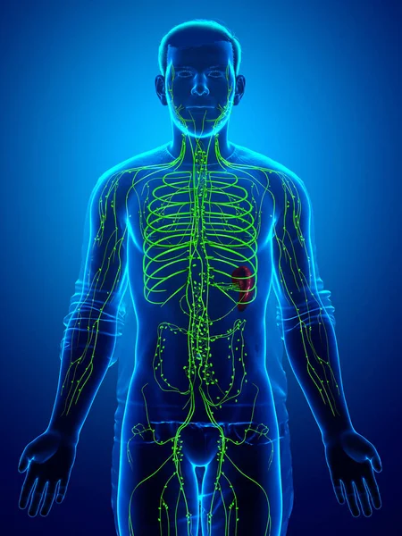 Gerenderte Medizinisch Genaue Darstellung Eines Männlichen Lymphsystems — Stockfoto