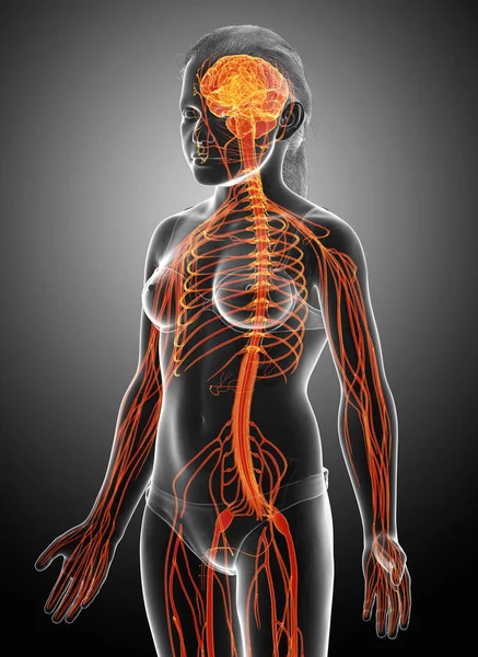 Renderowane Medycznie Dokładna Ilustracja Młodej Dziewczyny System Nerwowy — Zdjęcie stockowe