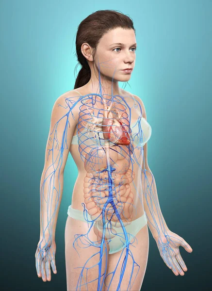 Renderizado Ilustración Médicamente Precisa Niña Venas Anatomía —  Fotos de Stock