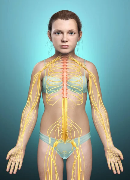 Medisch Nauwkeurige Illustratie Van Een Jong Meisje Zenuwstelsel — Stockfoto