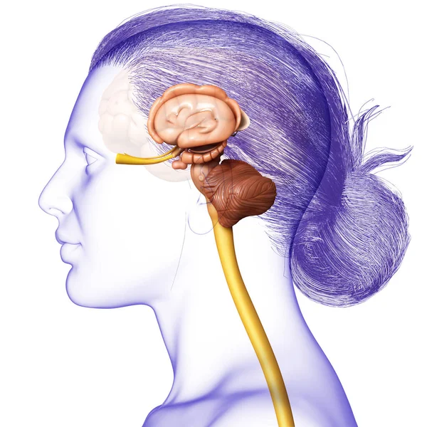 Representación Médica Ilustración Anatomía Del Cerebro Interior Masculino — Foto de Stock