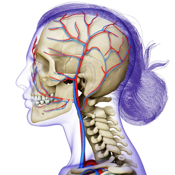 Renderizado Ilustración Médicamente Precisa Cabeza Femenina Sistema Circulatorio Esqueleto — Foto de Stock