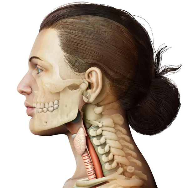 Gjorde Medicinskt Korrekt Illustration Den Kvinnliga Struphuvudet Anatomi — Stockfoto