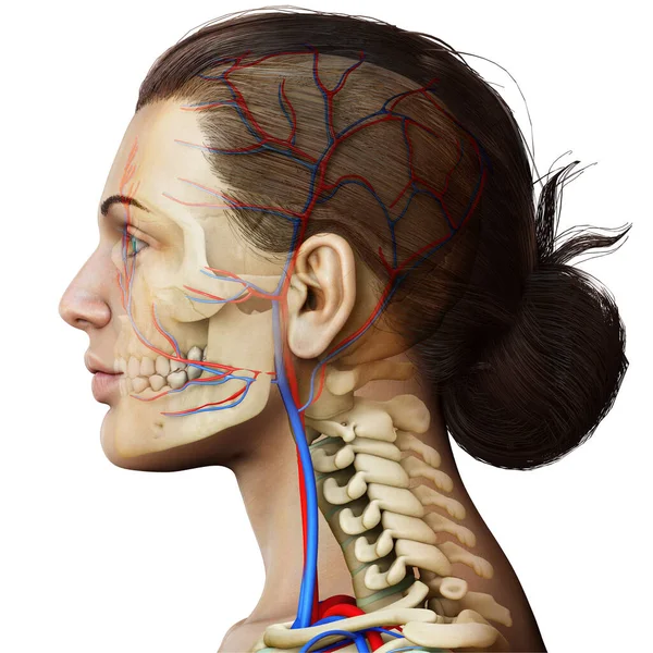 Renderizado Ilustración Médicamente Precisa Cabeza Femenina Sistema Circulatorio Esqueleto —  Fotos de Stock