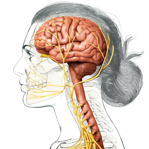 Återgivning Medicinsk Illustration Manlig Inre Hjärna Anatomi — Stockfoto