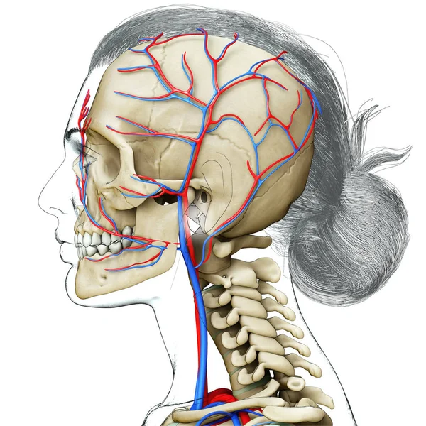 Renderizado Ilustración Médicamente Precisa Cabeza Femenina Sistema Circulatorio Esqueleto — Foto de Stock